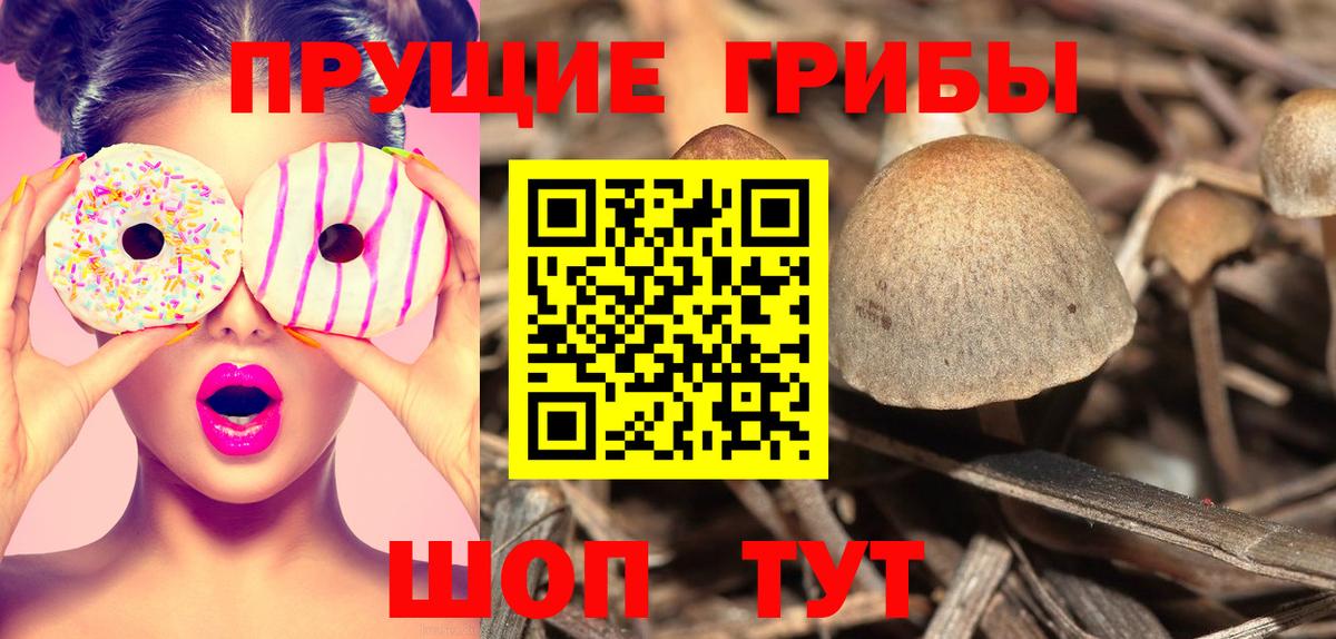 Псилоцибиновые грибы Psilocybe Еманжелинск